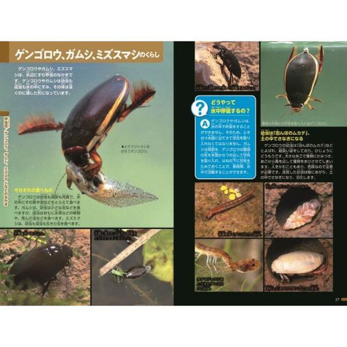 昆虫