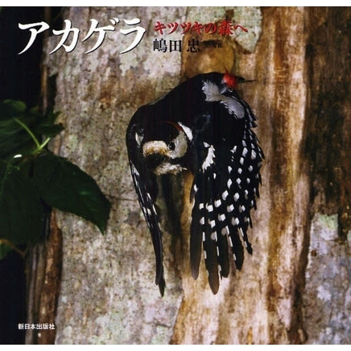 アカゲラ　キツツキの森へ