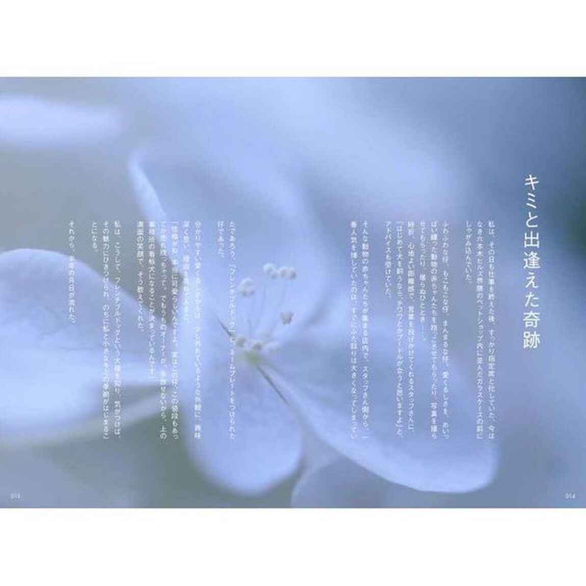 さびしい夜に君を抱きしめる７０の言葉　フレンチブルドッグ・パン