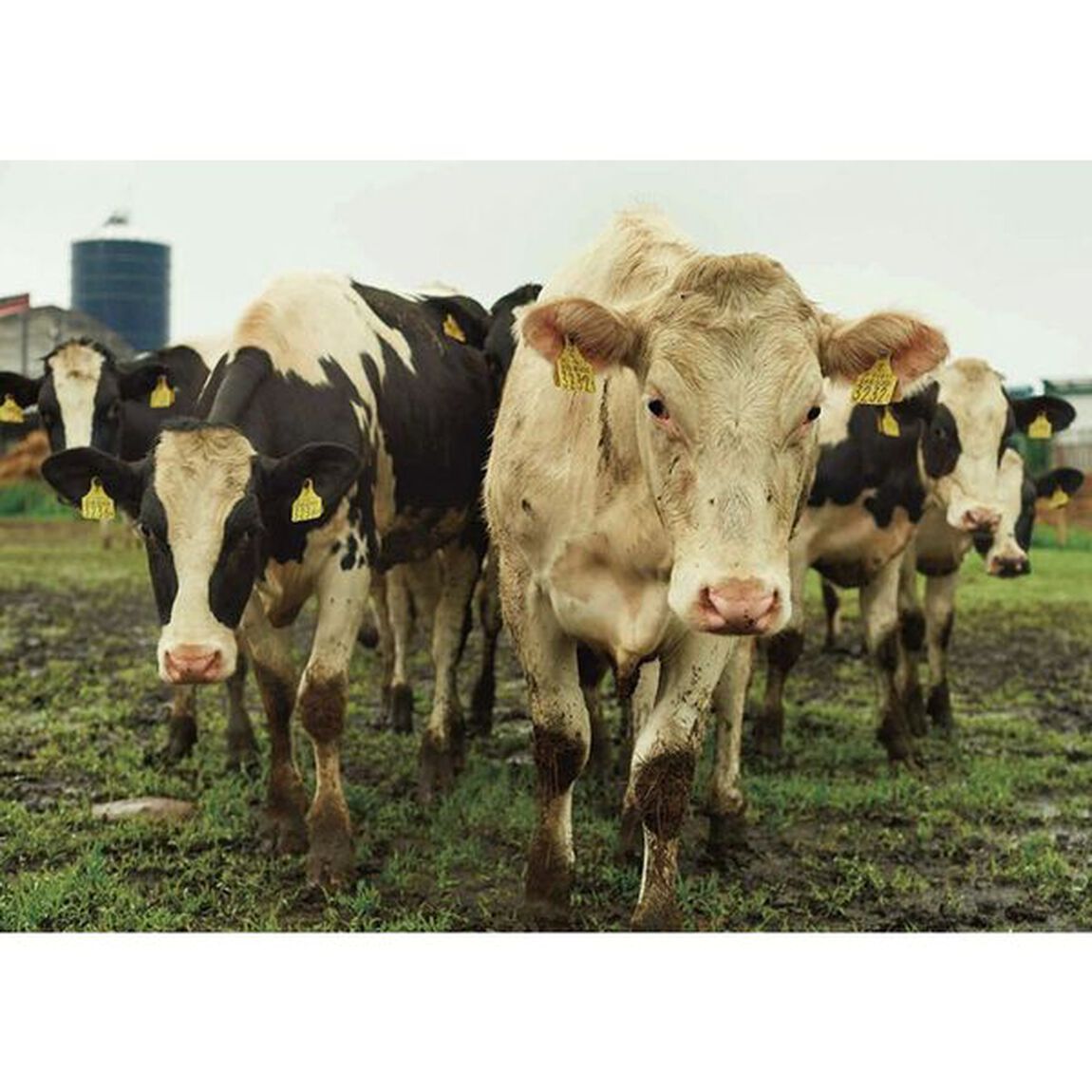 Ｔｈｅ　Ｄａｉｒｙ　Ｆａｒｍ