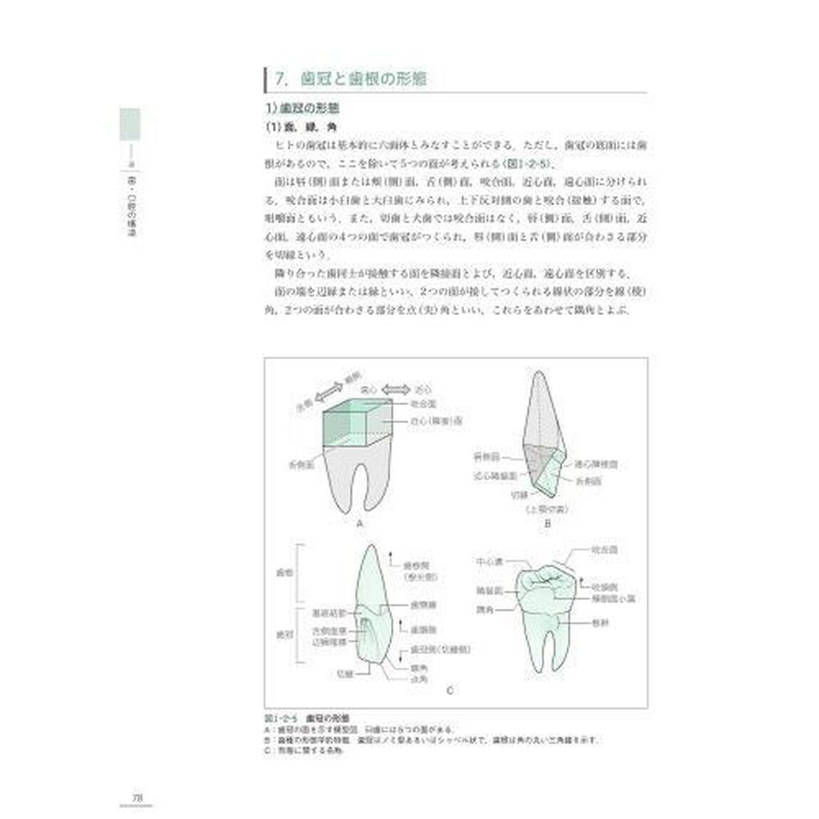 口腔解剖学・口腔組織発生学・口腔生理学　歯・口腔の構造と機能
