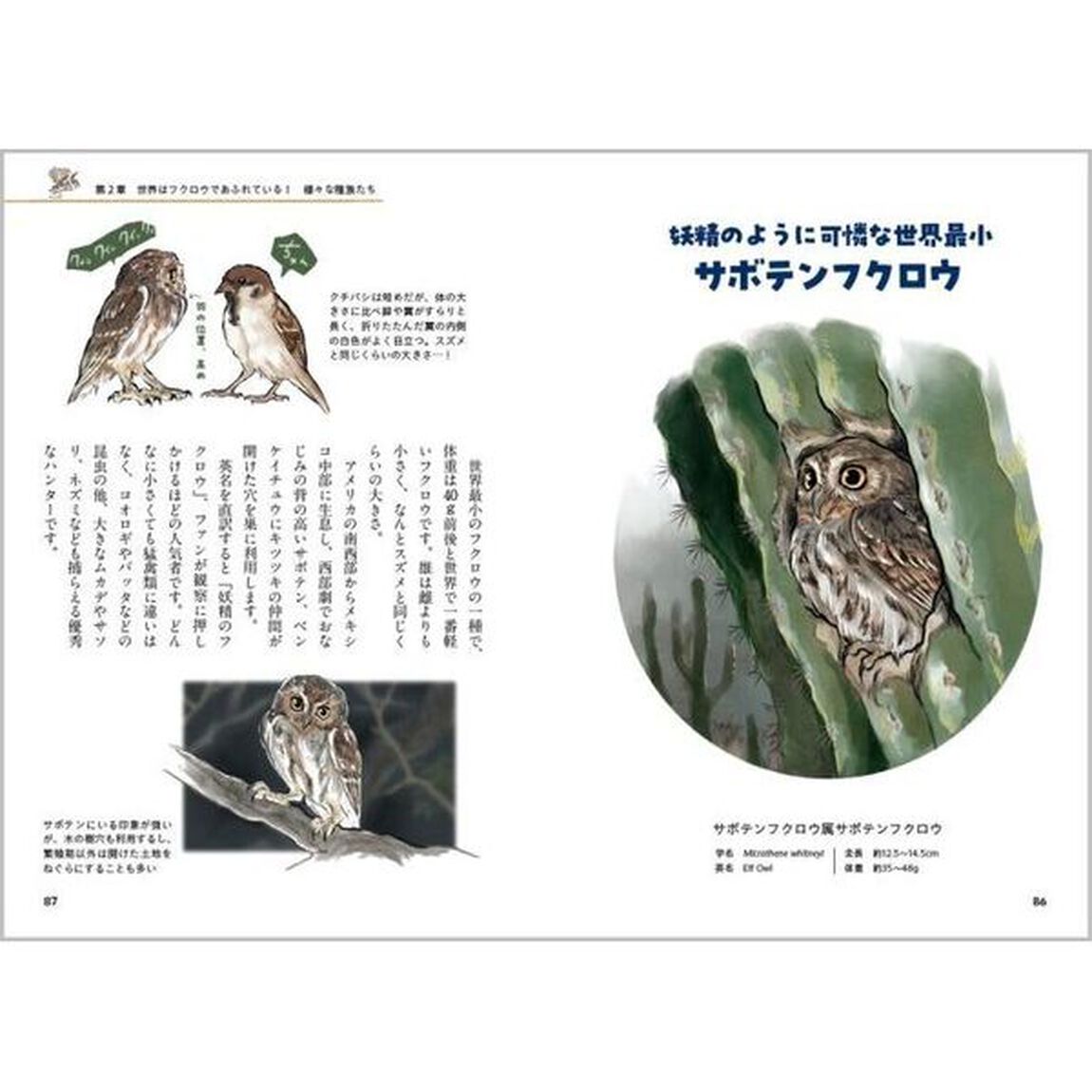 ときめくフクロウ絵図鑑