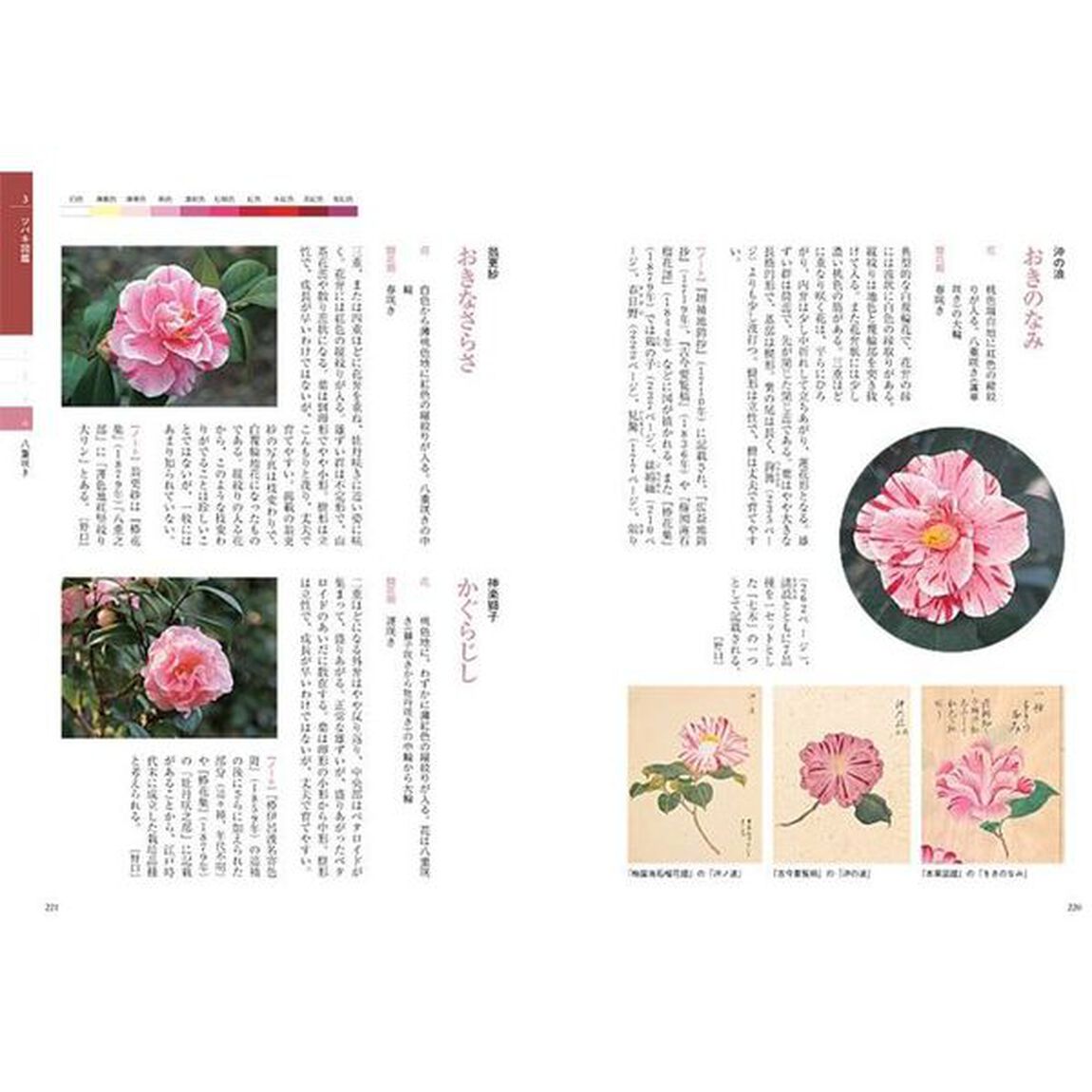 最新椿百科　育てる、活かす、楽しむ