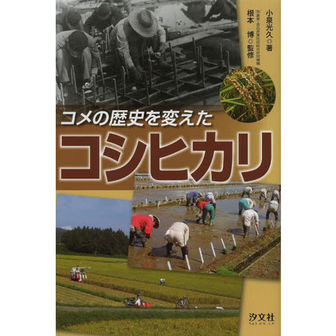 コメの歴史を変えたコシヒカリ
