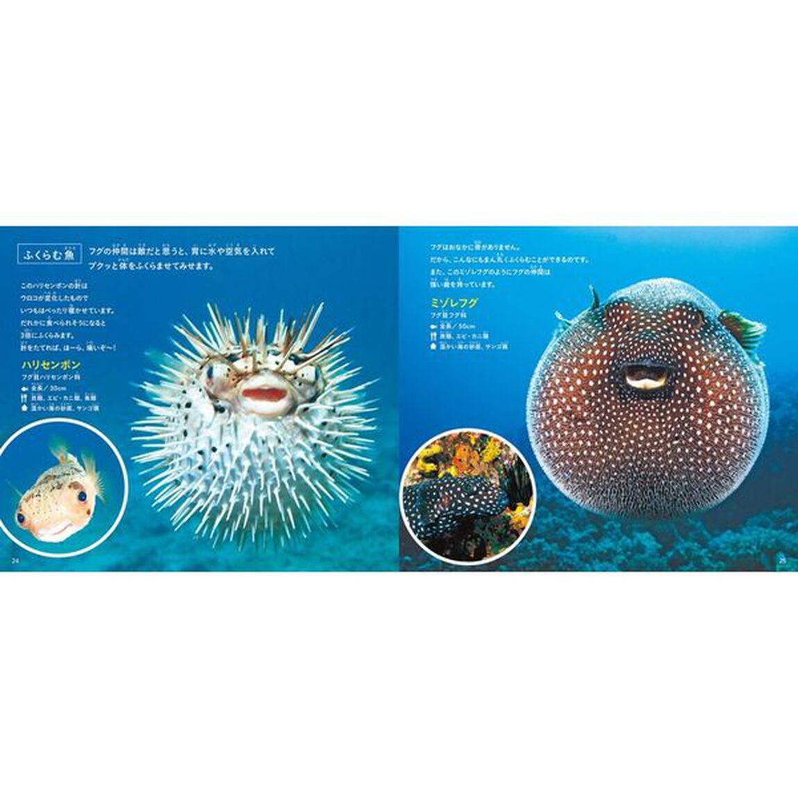 きれいですごい魚