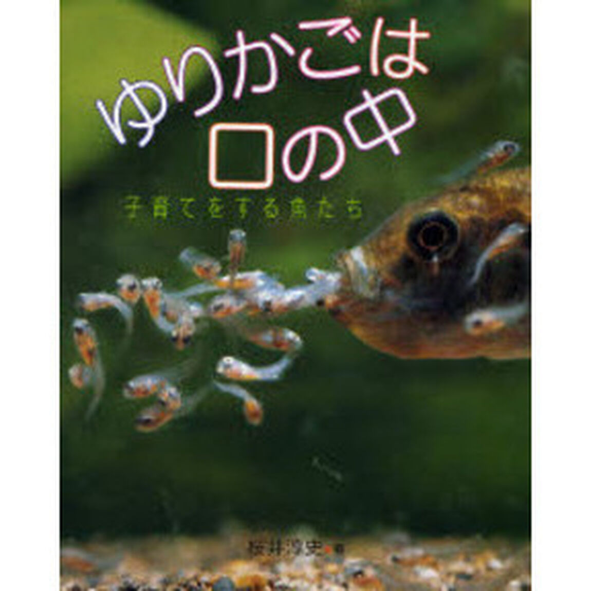 ゆりかごは口の中　子育てをする魚たち
