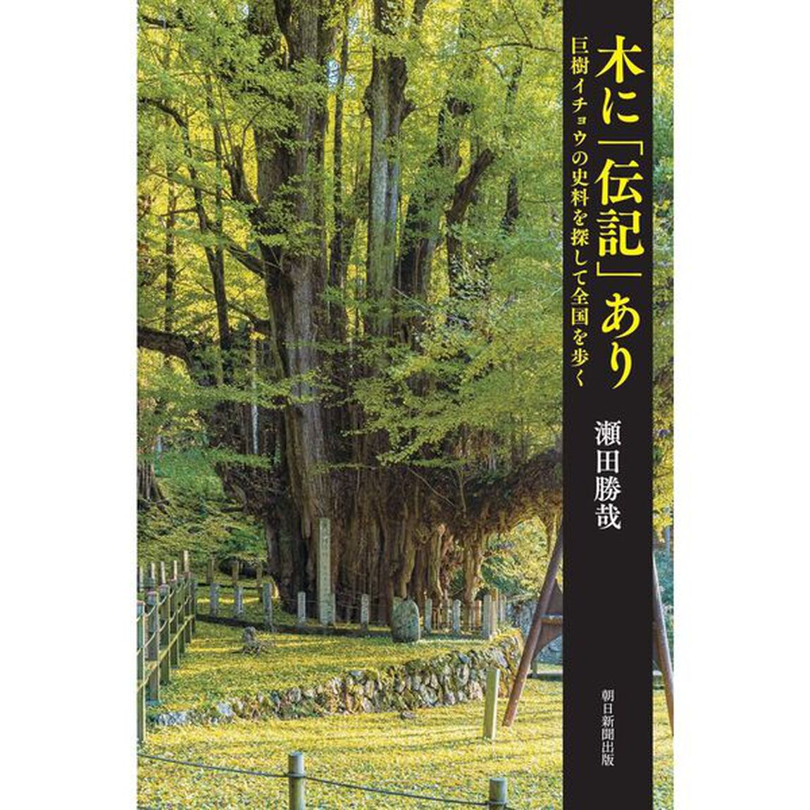 木に「伝記」あり　巨樹イチョウの史料を探して全国を歩く