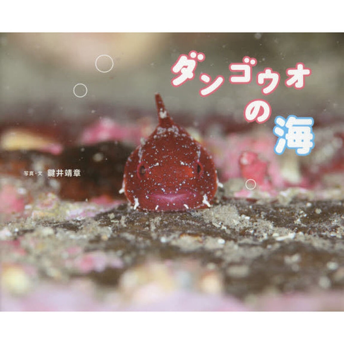 ダンゴウオの海