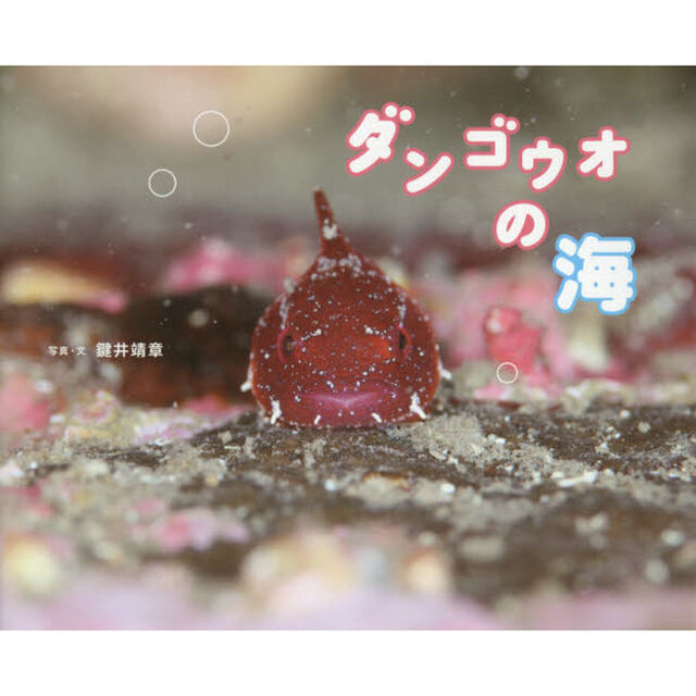 ダンゴウオの海