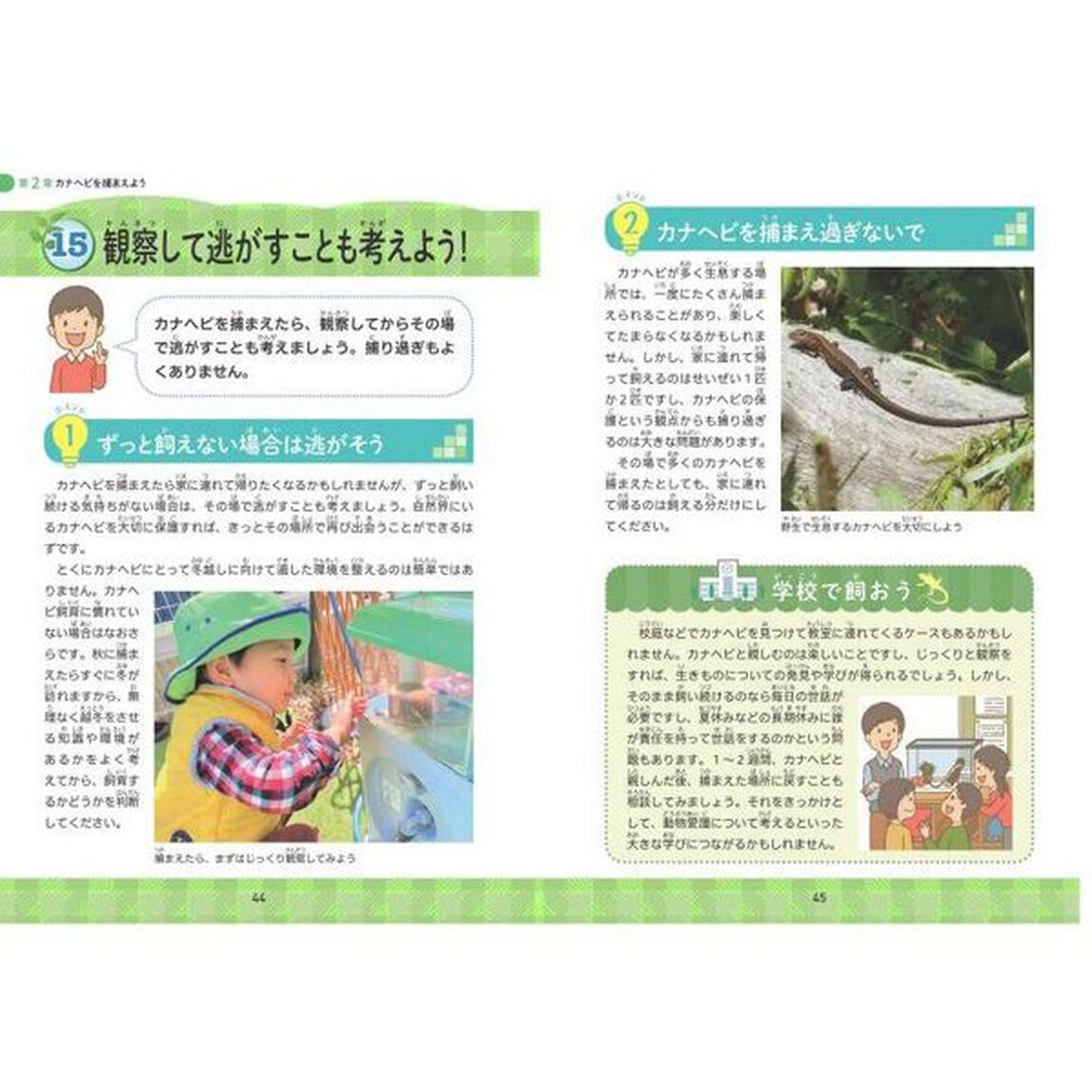 小学生でも安心！はじめてのカナヘビ正しい飼い方・育て方