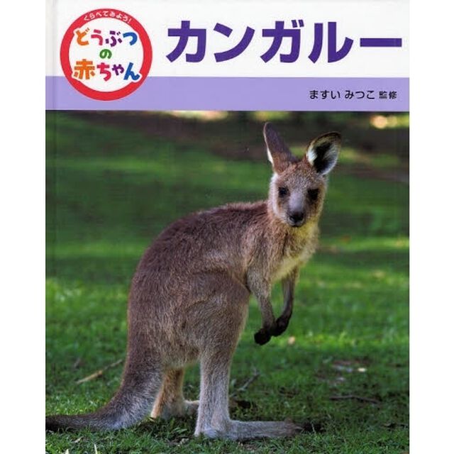 くらべてみよう！どうぶつの赤ちゃん　７「カンガルー」