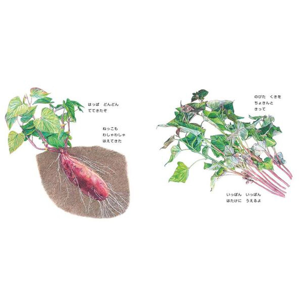 ごろんずっしりさつまいも