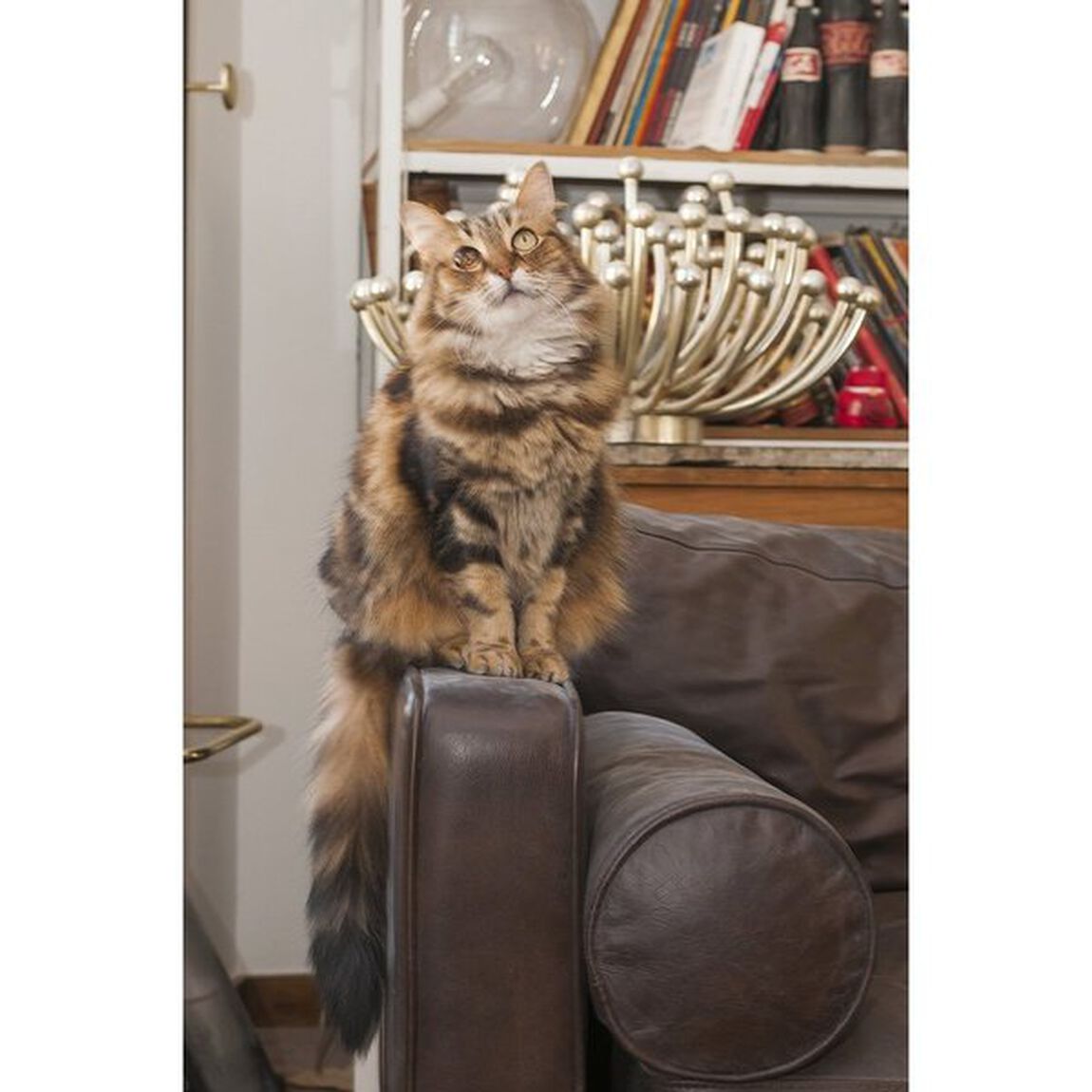 愛しのパリ猫２　猫とセーラと私　（セブンネット限定特典付き）