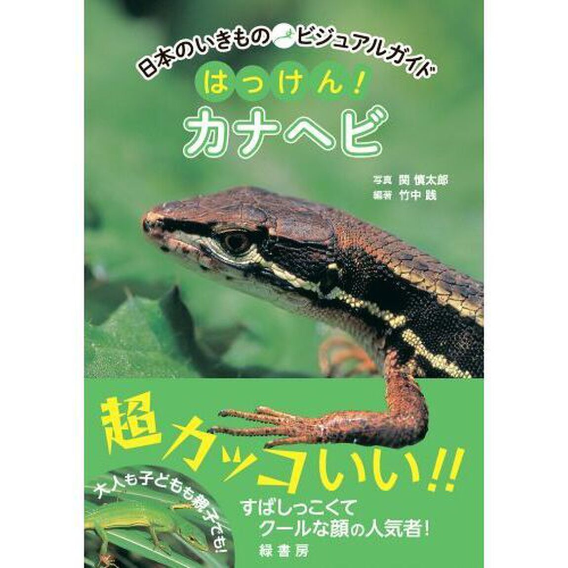 はっけん！カナヘビ