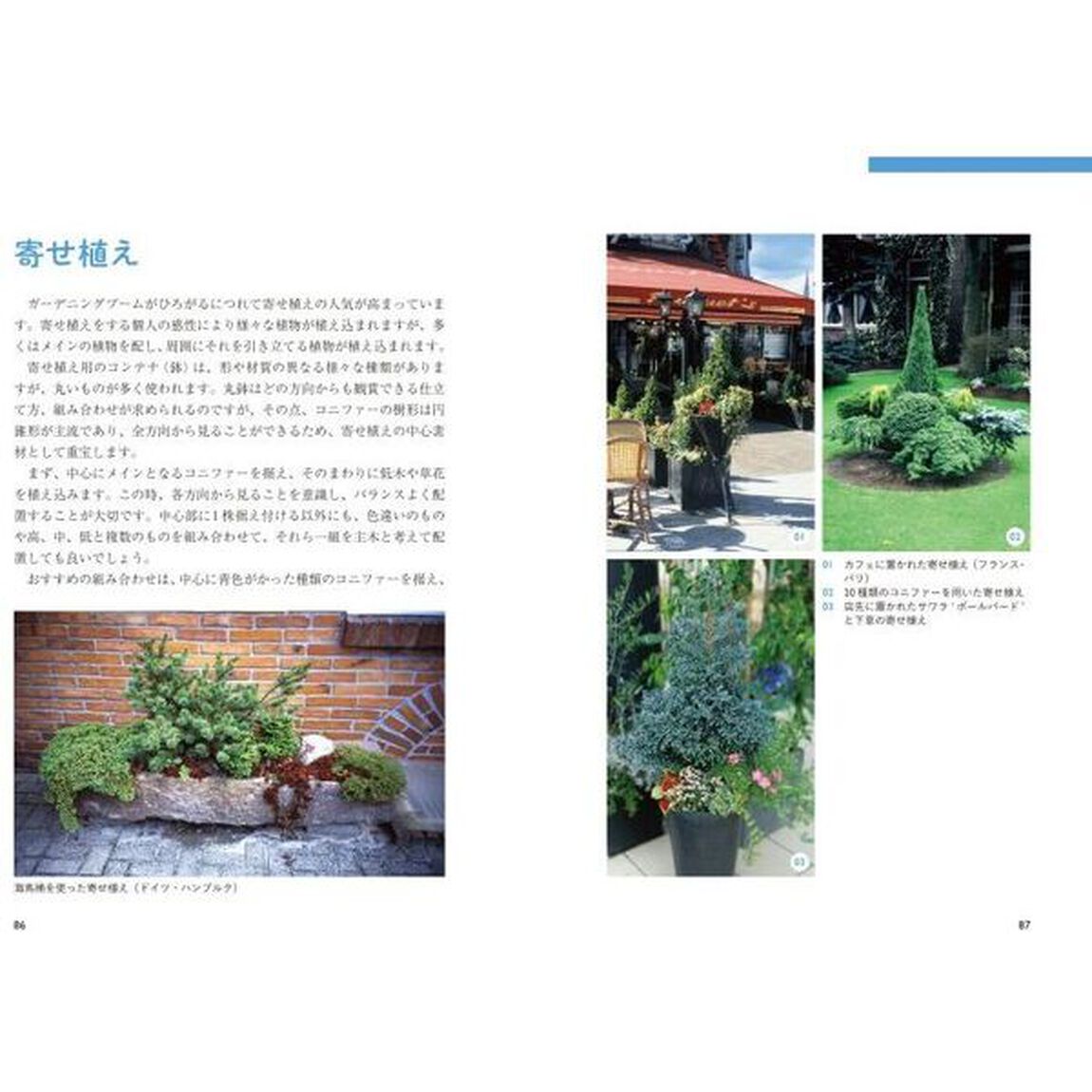 コニファー楽しみ方と育て方