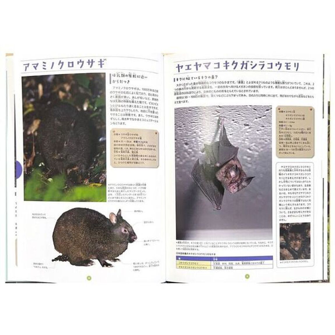 固有種が教えてくれること　〔３〕「南西諸島・小笠原諸島にすむ固有種」