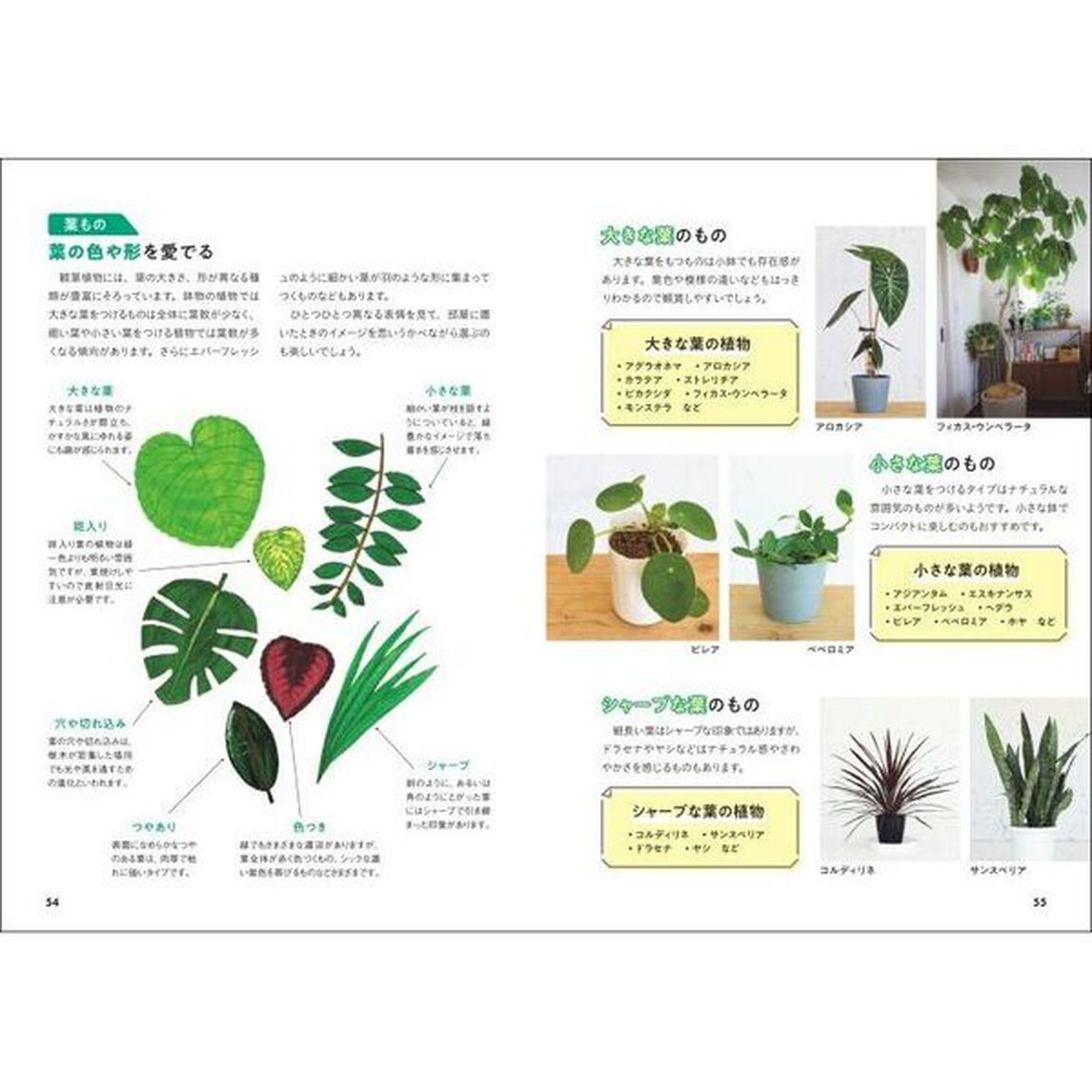 選び方・育て方のコツがわかる！観葉植物を楽しむ教科書　Ｌｅｔ&rsquo;ｓ　ｅｎｊｏｙ　Ｉｎｄｏｏｒ　Ｐｌａｎｔｓ