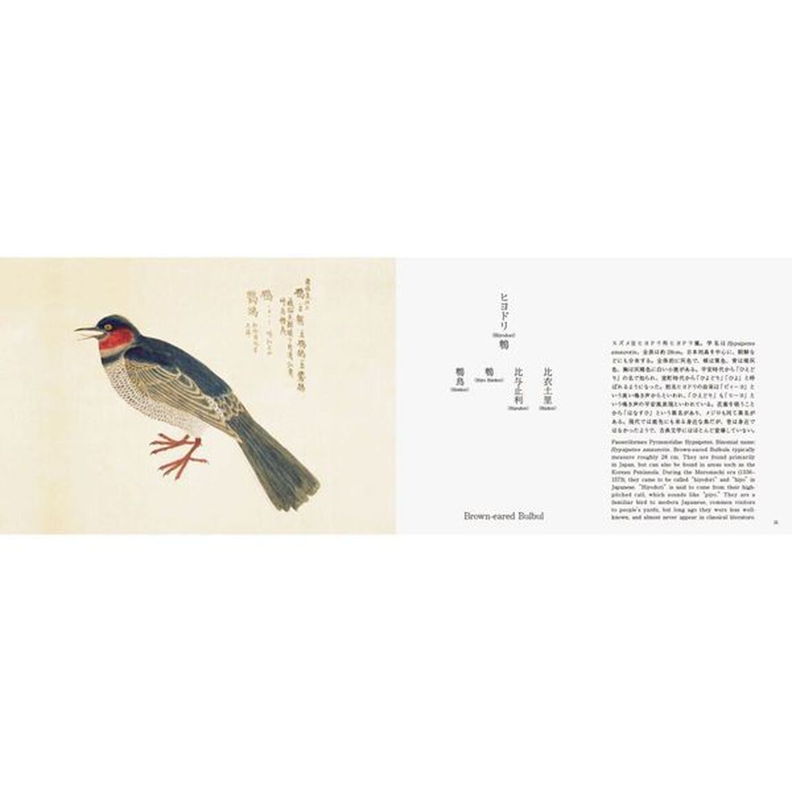 美し、をかし、和名由来の江戸鳥図鑑