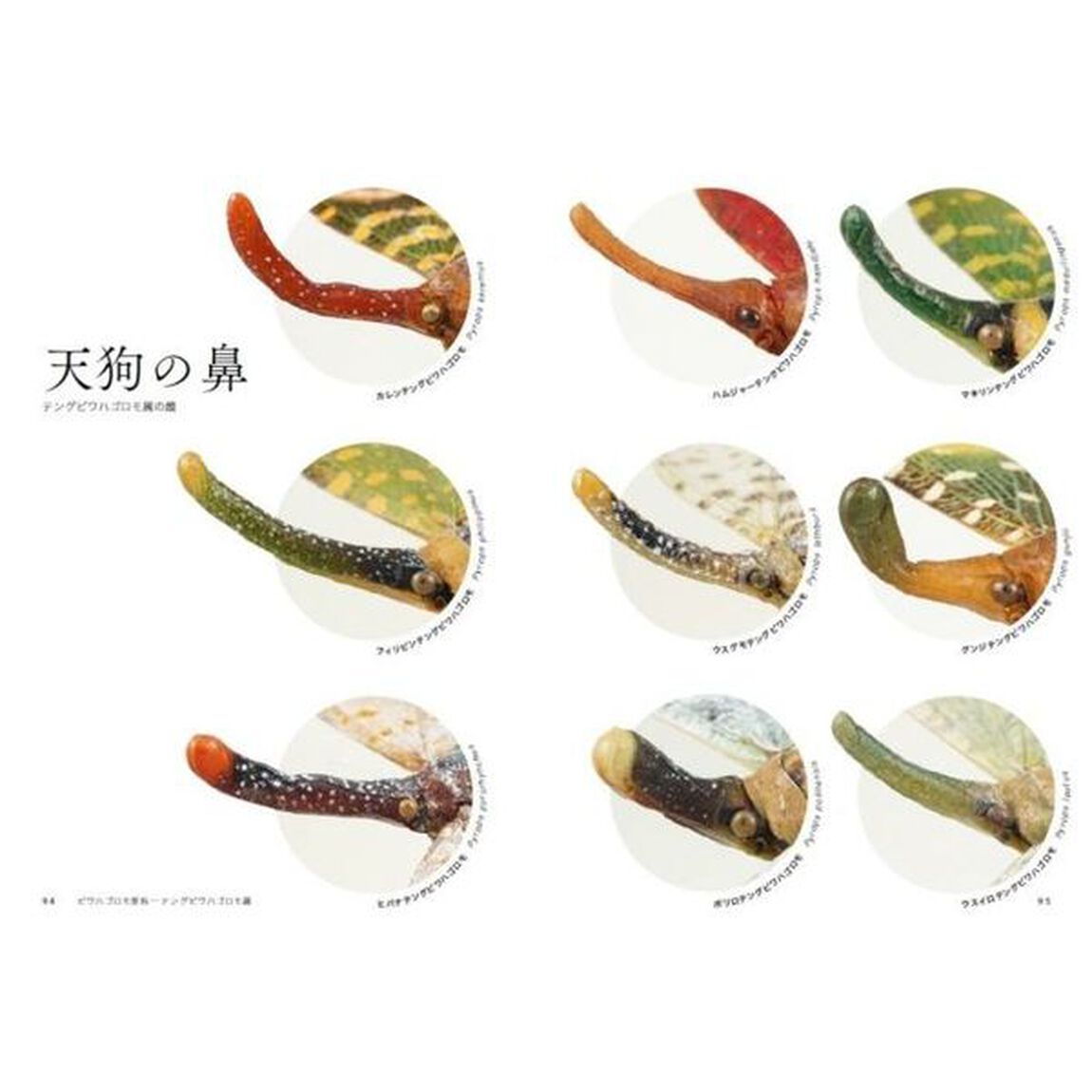 神秘の昆虫ビワハゴロモ図鑑