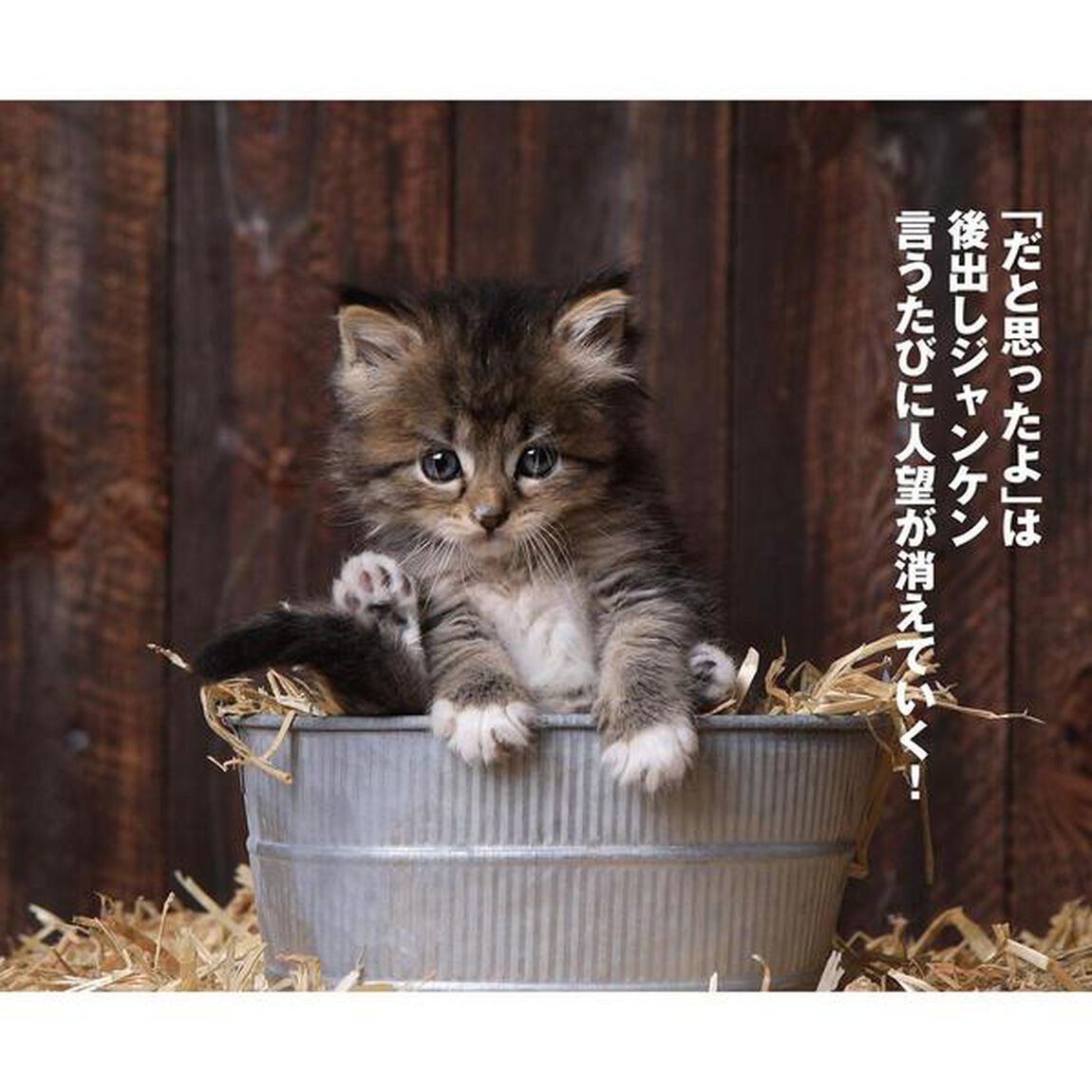 辛口こねこカレンダーＭＯＯＫ　かわいい子猫に叱られて、教わる心理テク満載！　２０１９