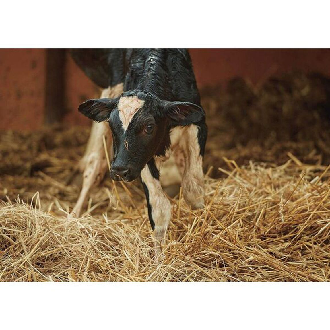 Ｔｈｅ　Ｄａｉｒｙ　Ｆａｒｍ