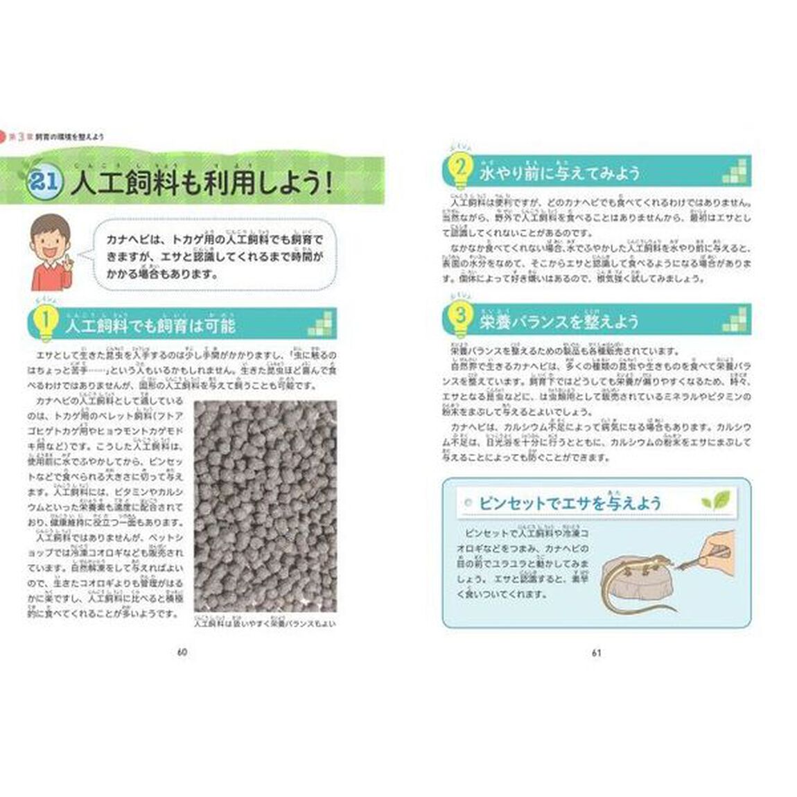 小学生でも安心！はじめてのカナヘビ正しい飼い方・育て方