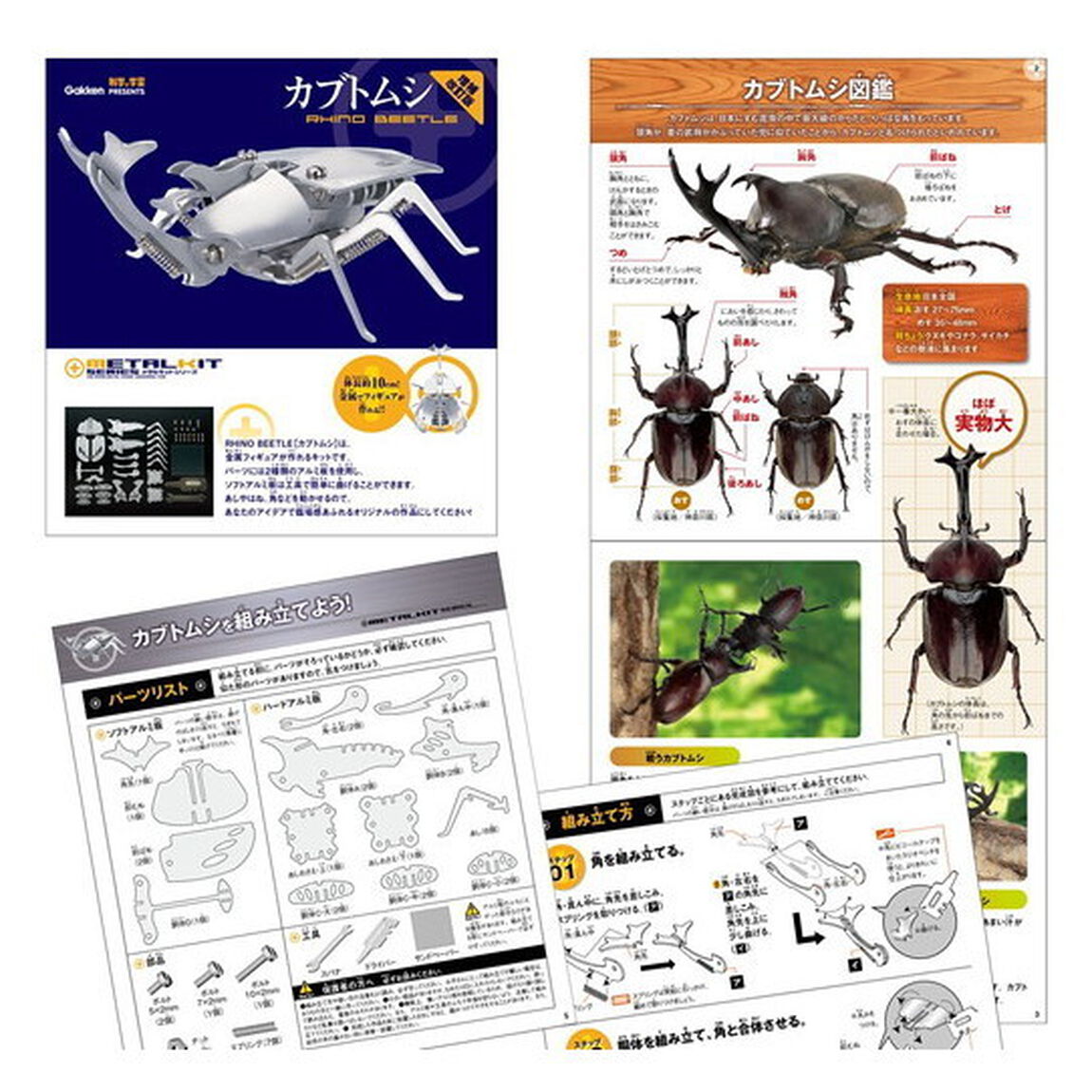 カブトムシ　増補改訂版