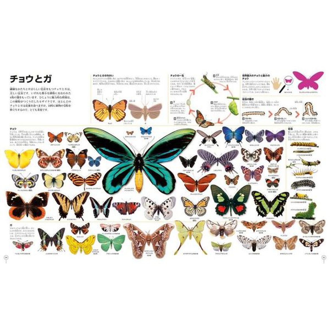 ピクチャーペディア　なんでもいっぱい大図鑑