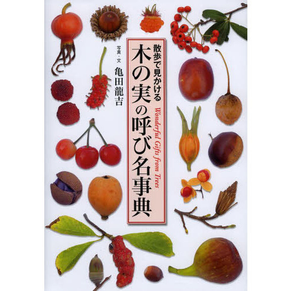 木の実の呼び名事典 (散歩で見かける)