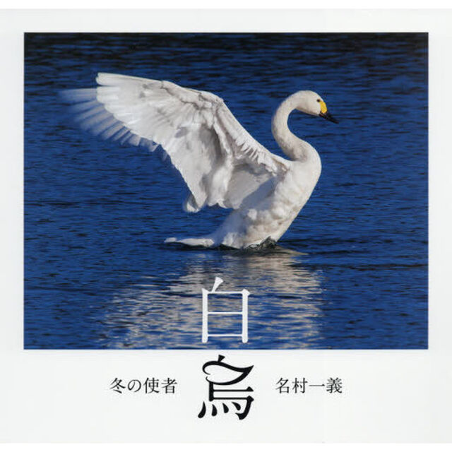 冬の使者白鳥