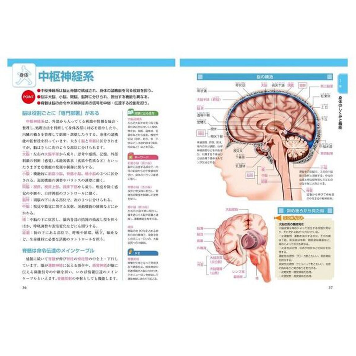 筋肉・関節・骨の動きとしくみ　オールカラー「新版」