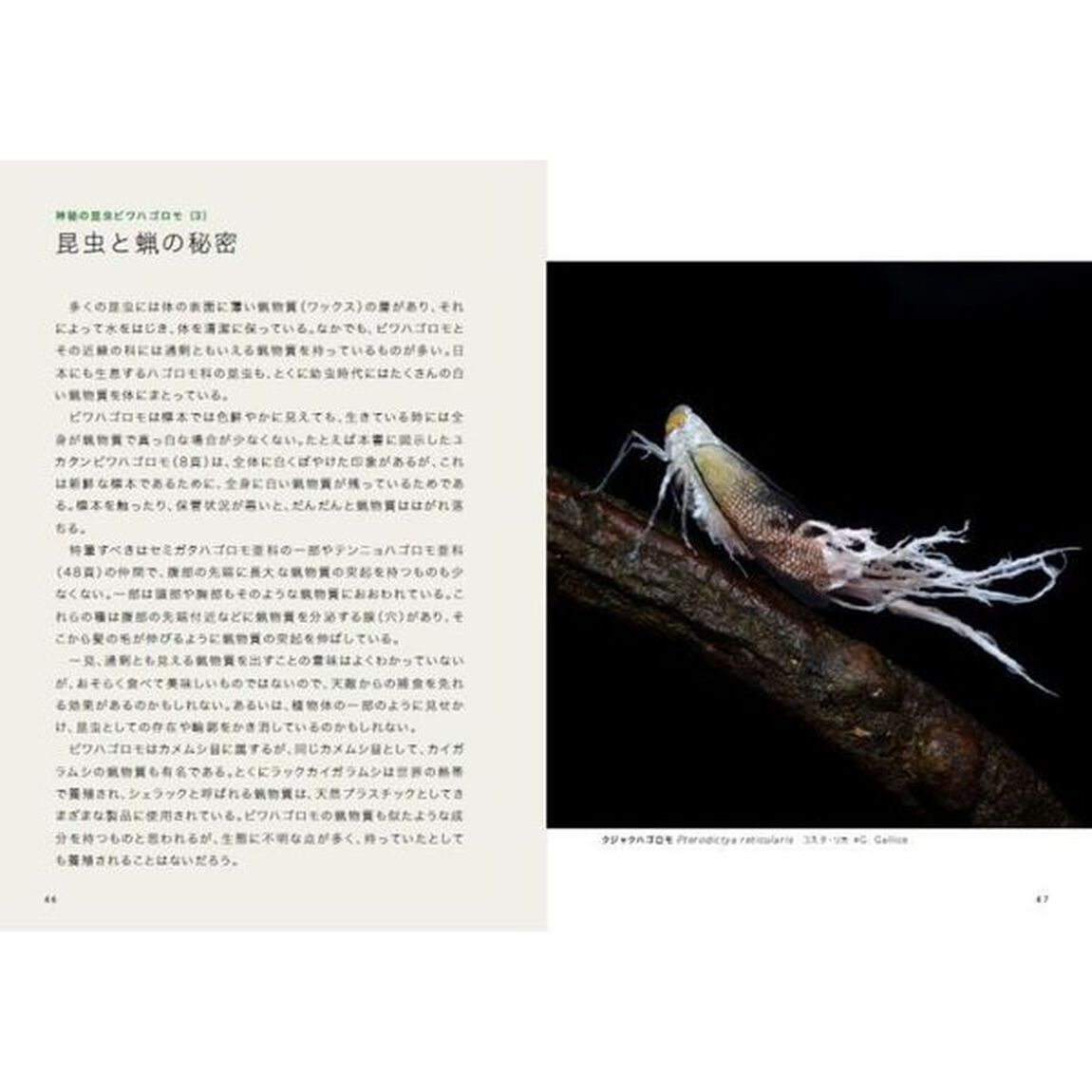 神秘の昆虫ビワハゴロモ図鑑