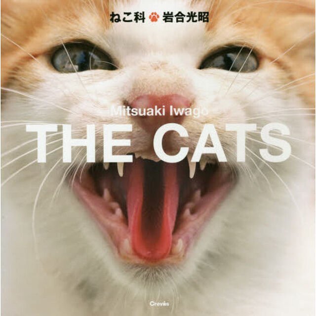 ねこ科