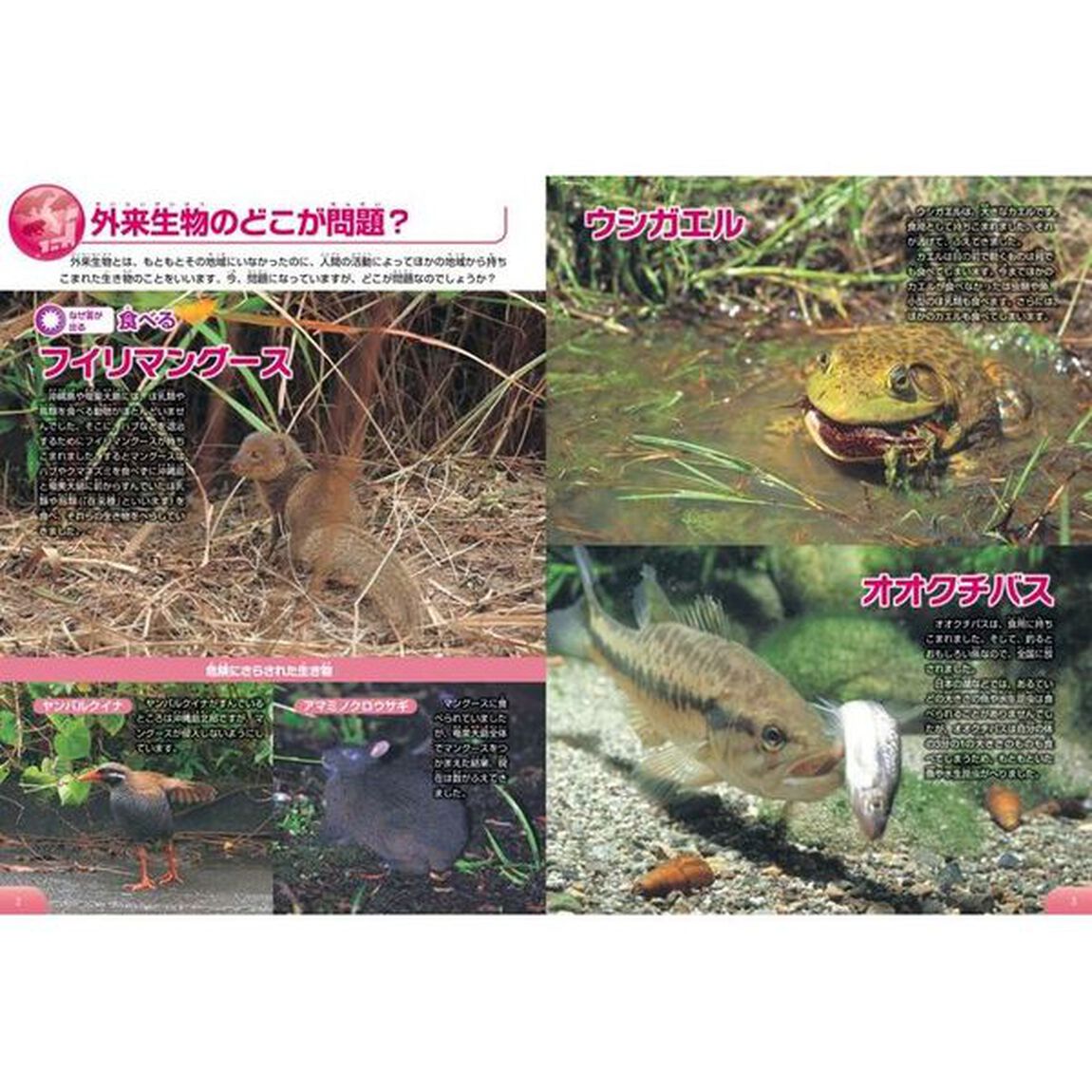 学研の図鑑ＬＩＶＥ　ｅｃｏ　外来生物