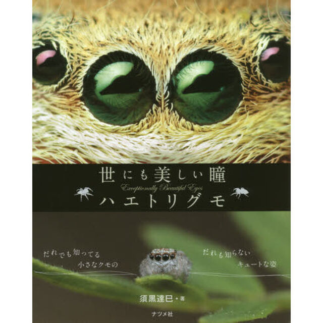 世にも美しい瞳ハエトリグモ