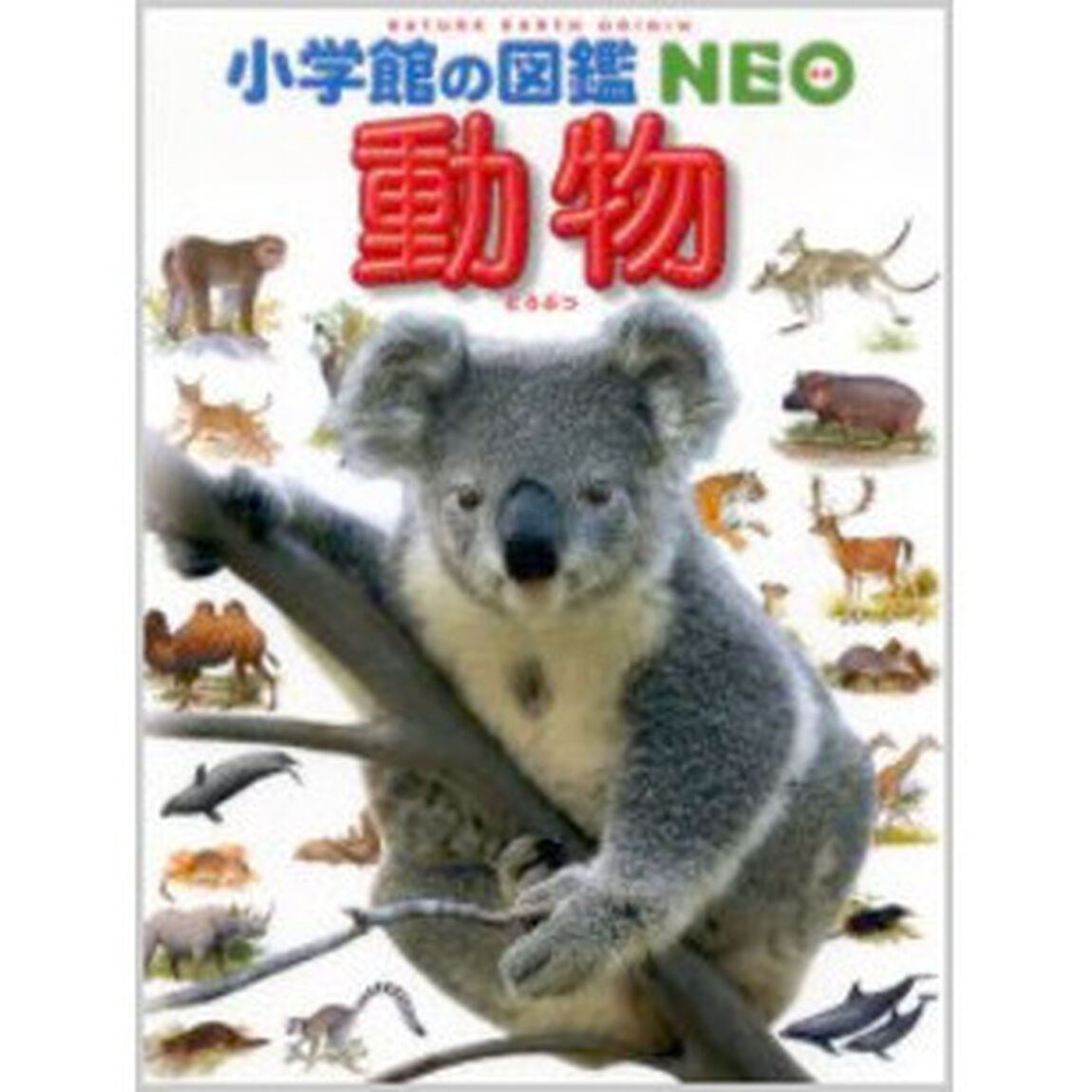動物