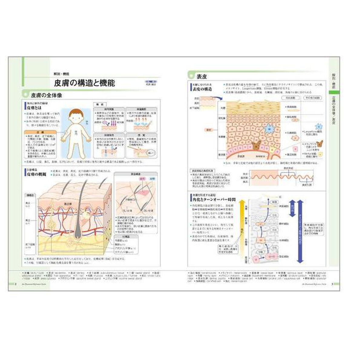 病気がみえる vol.14 皮膚科「皮膚科」