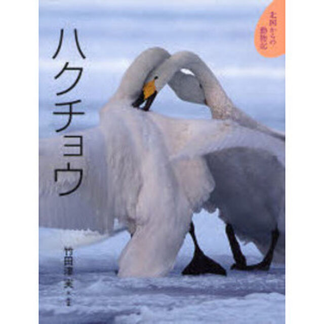 ハクチョウ