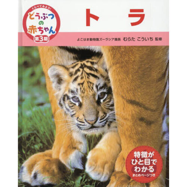 くらべてみよう！どうぶつの赤ちゃん　２１「トラ」