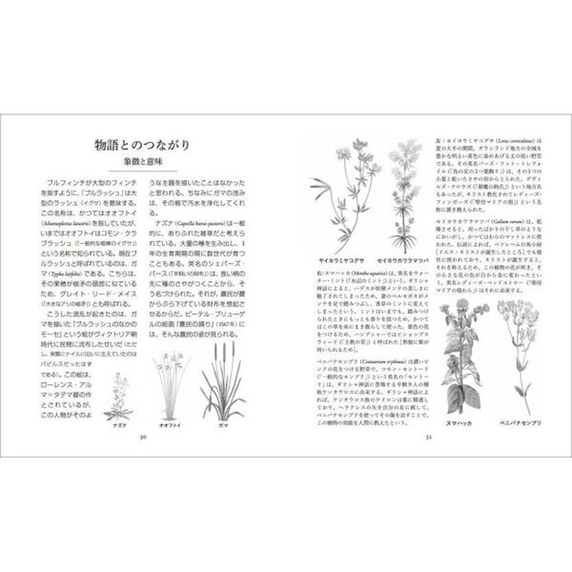 イギリスの美しい野の花　名前の由来と伝承
