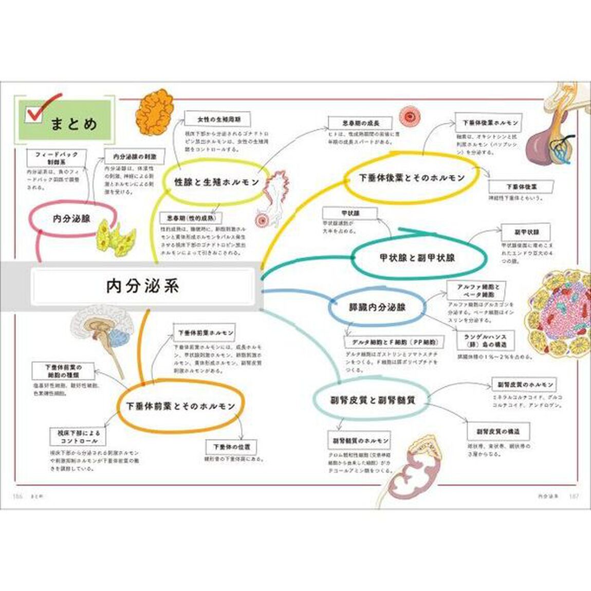 イラストでわかるやさしい解剖学