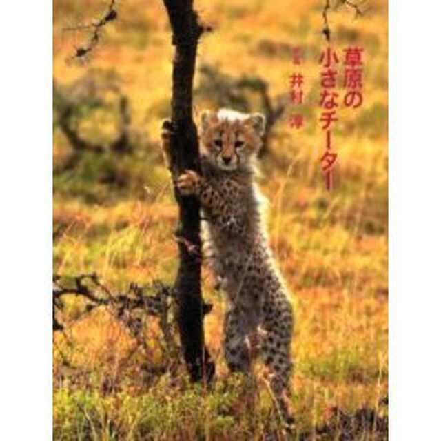 草原の小さなチーター