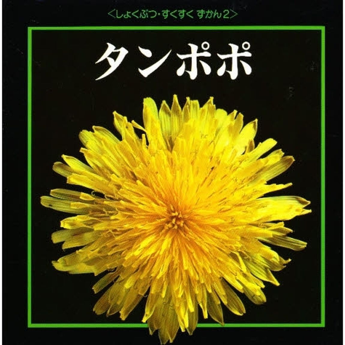 タンポポ