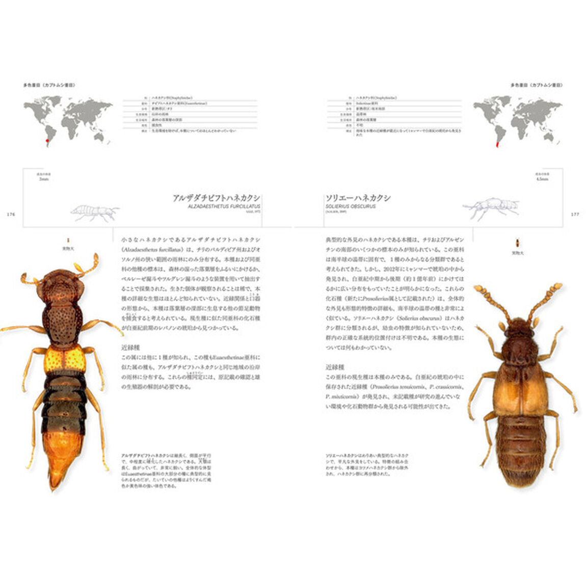 世界甲虫大図鑑