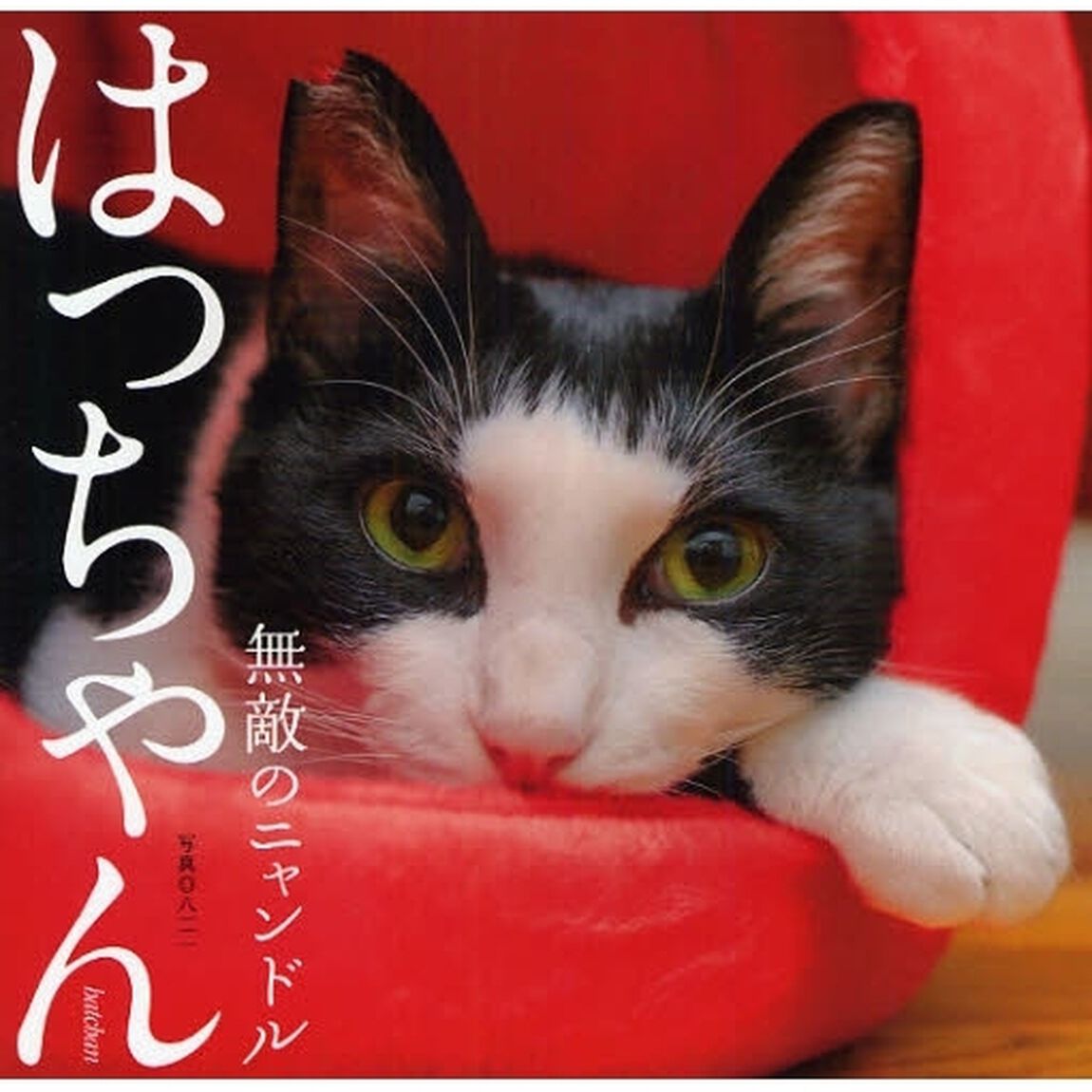はっちゃん　無敵のニャンドル