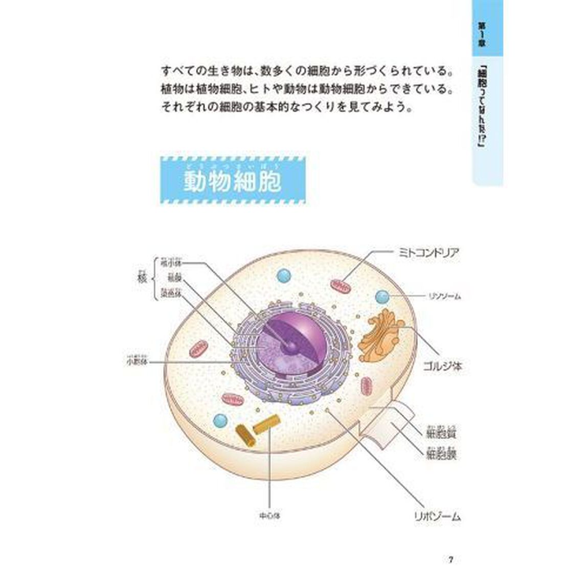 よくわかる！「はたらく細胞」細胞の教科書