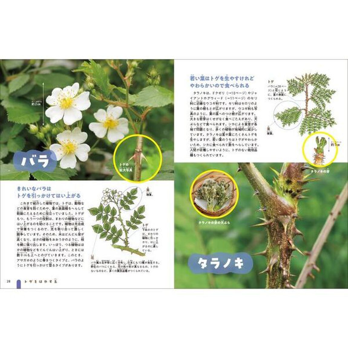 技あり！モーレツ植物ずかん　２「ドクをつくる系・トゲをはやす系」
