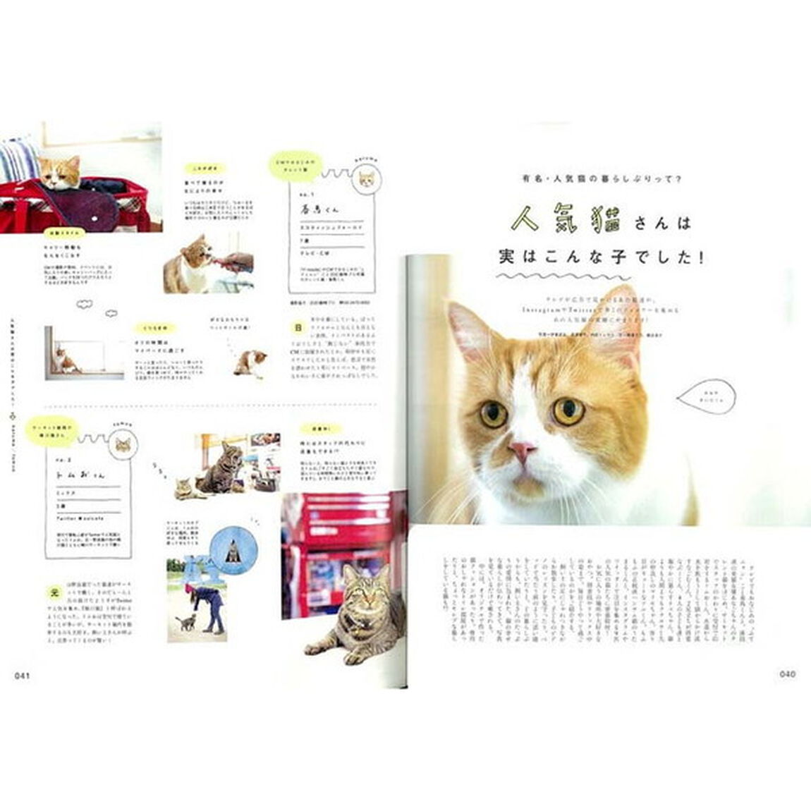 ねこが好き　ねこが、私達にくれるもの。