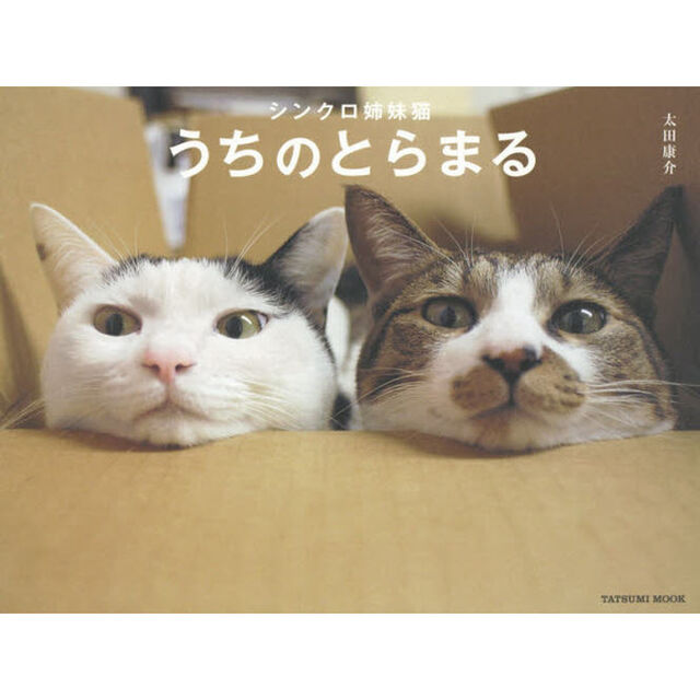 シンクロ姉妹猫うちのとらまる