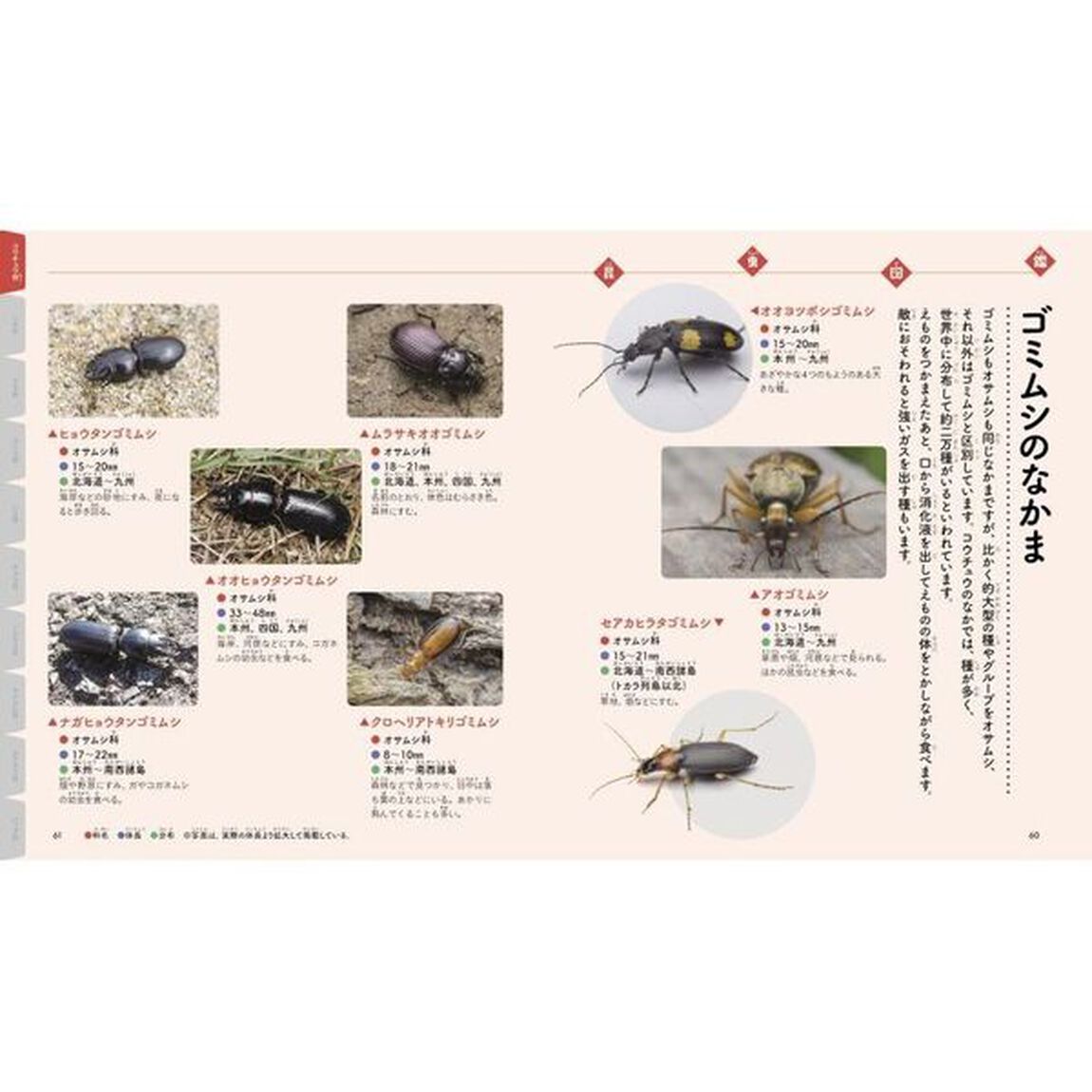 ファーブルに学ぶ昆虫大じてん